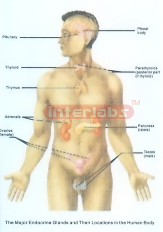 MAJOR ENDOCRINE GLANDS AND THEIR  LOCATIONS IN THE BODY